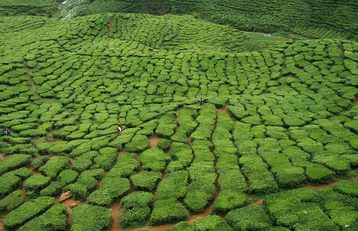 Cameron Highlands a čajové plantáže